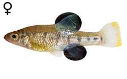 Chapalichthys encaustus female