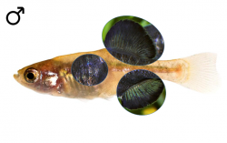 Girardinichthys viviparus male