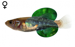 Girardinichthys viviparus female