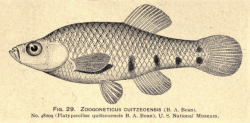 Holotype of Zoogoneticus quitzeoensis