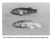 Types of Crenichthys baileyi thermophilus