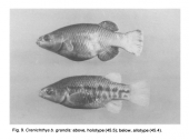 Types of Crenichthys baileyi grandis