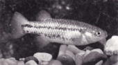 Crenichthys cf. baileyi female