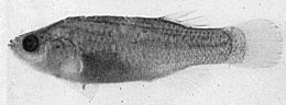 male Paratype of E.l. concavus