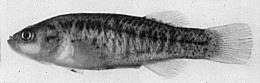 adult male of Empetrichthys latos latos