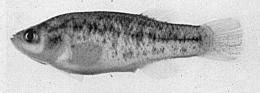male Paratype of E.l. pahrump