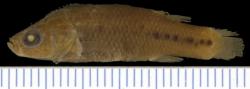 Holotype of Characodon garmani