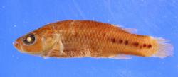 Holotype of Characodon garmani