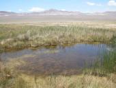 Habitat of Crenichthys cf. nevadae