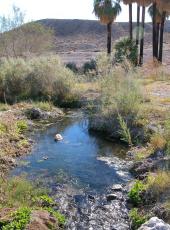 Habitat of Crenichthys cf. baileyi