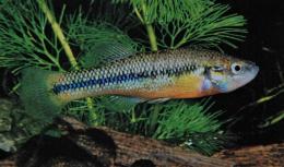 One of the oldest photos of Allodontichthys tamazulae