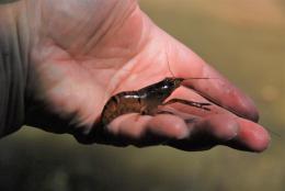 Macrobrachium sp., Río El Tule drainage