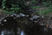 creek north of Colima, 2019