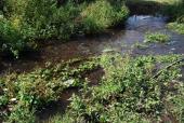 effluent of the Estanque de Condembas, 2017