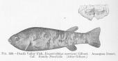 Drawing of the Holotype of Empetrichthys merriami