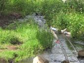 effluent from the Estanque de Condembas, Opopeo, 2014
