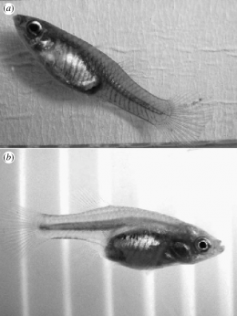 Comparison female Guppy and Neotoca bilineata