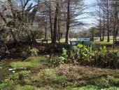 creek in Los Berros, 2015