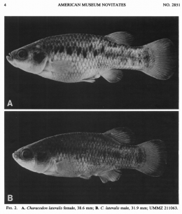 female and male of Characodon lateralis 