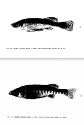 Ilyodon furcidens amecae