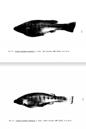 Ilyodon furcidens variabilis