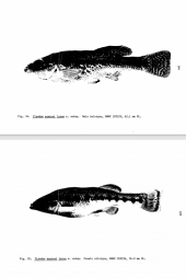 Ilyodon xantusi latos