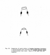 Drawing of top view, broad and narrow mouth form 