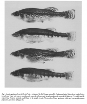 Narrow and broad mouth form compared