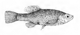 First drawing of a female Skiffia multipunctata