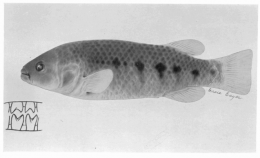 Holotype of Crenichthys nevadae