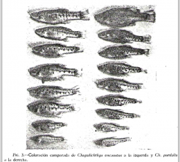 Comparison of Chapalichthys encaustus and pardalis