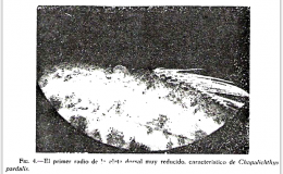 dorsal fin of Chapalichthys pardalis