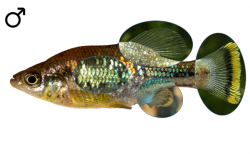 Ameca splendens male