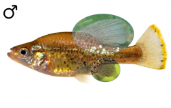 Chapalichthys pardalis male