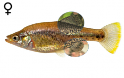 Chapalichthys pardalis female