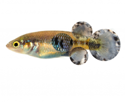 Characodon lateralis female