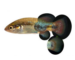 Characodon lateralis male