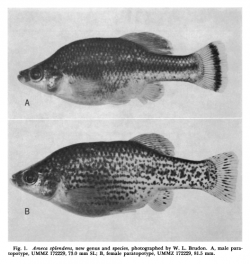 Two Paratypes of Ameca splendens