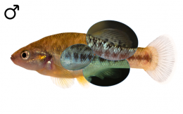 Allodontichthys polylepis male