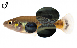 Allodontichthys tamazulae male