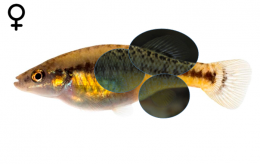 Allodontichthys tamazulae female