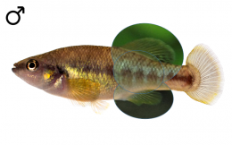 Allodontichthys zonistius male