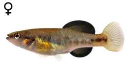 Allodontichthys zonistius female