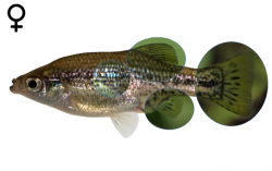 Ameca splendens female