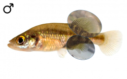 Allotoca diazi male