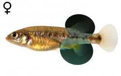 Allotoca diazi female