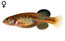 Allotoca goslinei female
