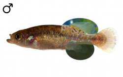 Allotoca goslinei male