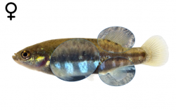 Allotoca dugesii female