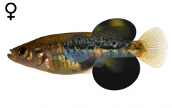 Allotoca zacapuensis female